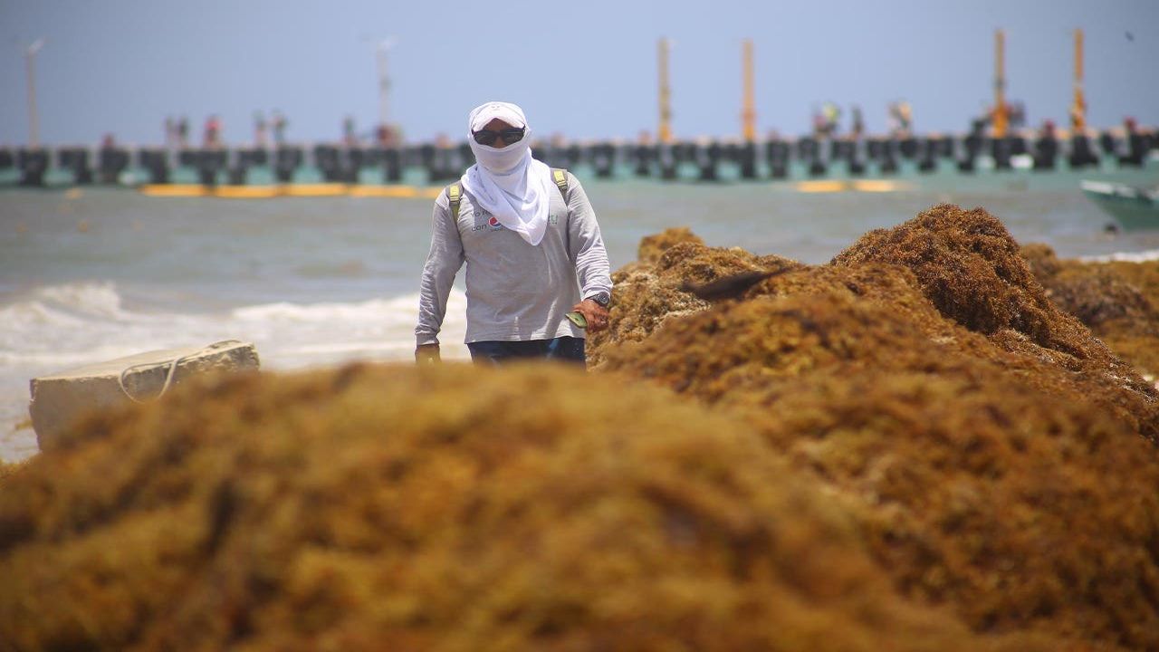 PIDEN EMPRESARIOS QUE SE DECLARE ALERTA SANITARIA EN QUINTANA ROO POR EL SARGAZO