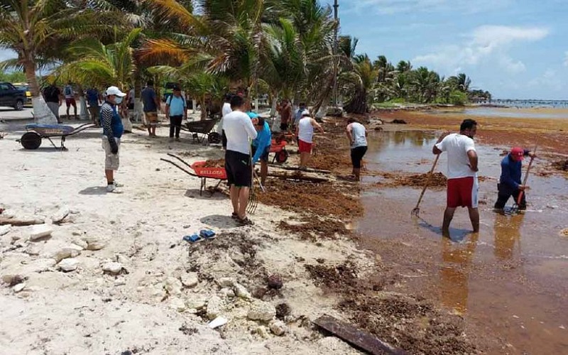 TAXISTAS AYUDAN A RECOGER SARGAZO EN MAHAHUAL