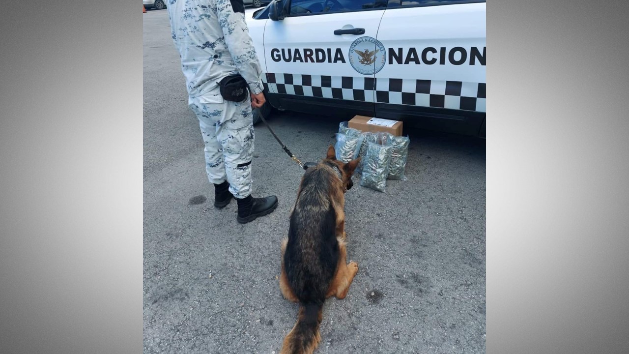 INCAUTAN GUARDIA NACIONAL MARIHUANA EN AEROPUERTO DE CANCÚN